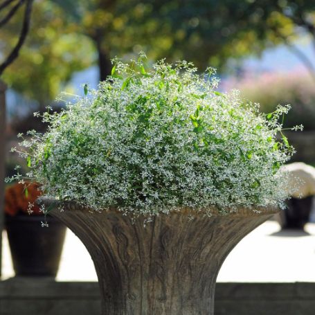 Picture of Breathless White Euphorbia Plant