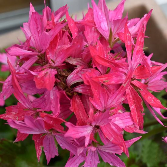 Picture of Fireworks® Pink Geranium Plant