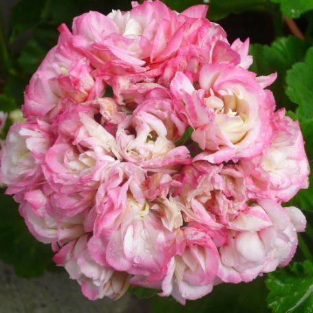 Picture of Rosebud™ Appleblossom Geranium Plant