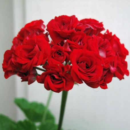 Picture of Rosebud™ Red Geranium Plant