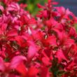 Picture of Mini-Cascade Red Geranium Plant