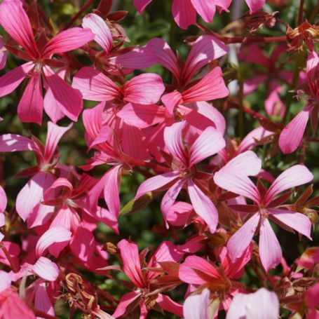 Picture of Mini-Cascade Pink Geranium Plant