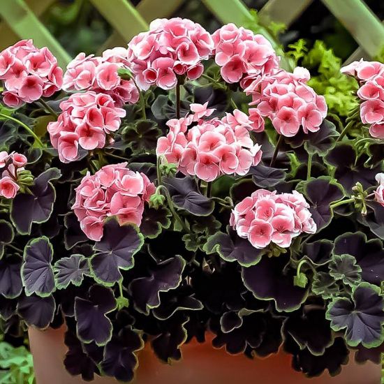 Picture of Black Velvet Rose Geranium Plant