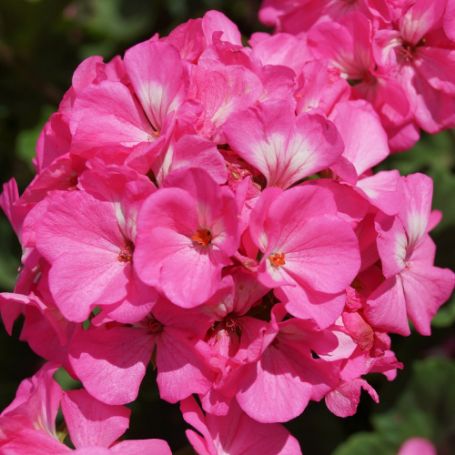 Picture of Pinto Pink Geranium Plant