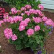 Picture of Pinto Pink Geranium Plant