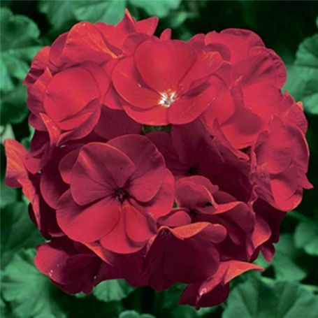 Picture of Pinto Red Geranium Plant