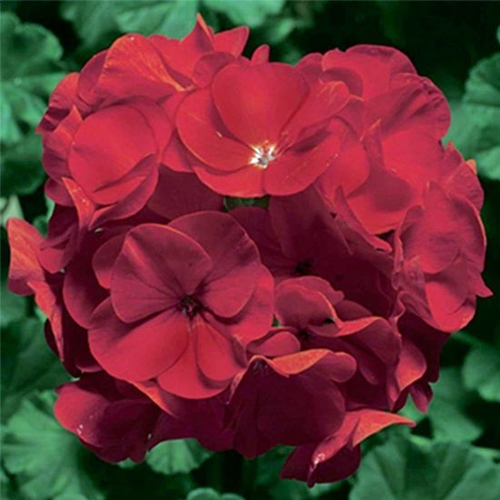 Picture of Pinto Red Geranium Plant