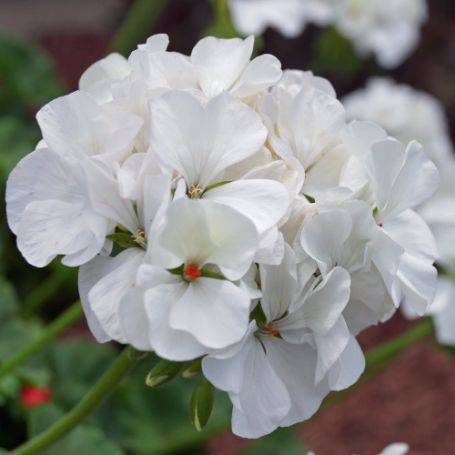 Picture of Pinto White Geranium Plant