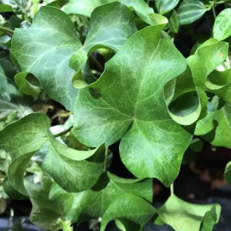 Picture of Curly Hedera Plant