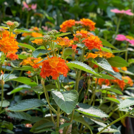 Picture of Bright Orange Lantana Plant