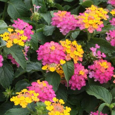 Picture of Lil Miss Lantana Plant
