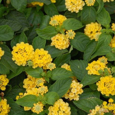 Picture of Nugget Lantana Plant