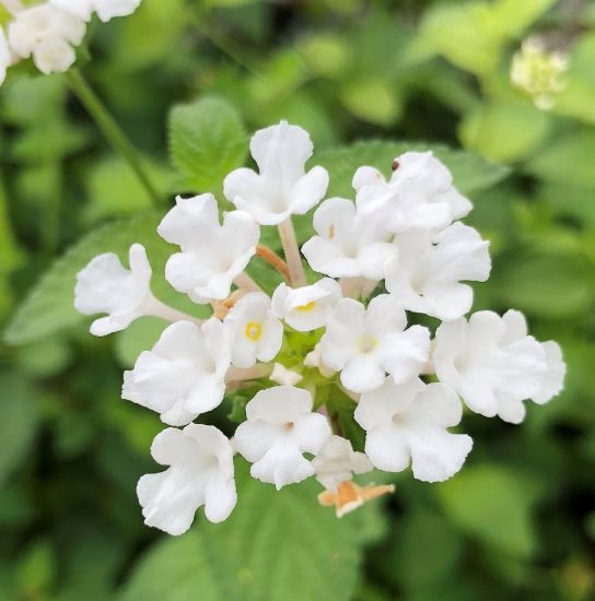 Picture of Trailing White Lantana Plant
