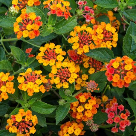 Picture of Sunset Lantana Plant