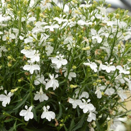 Picture of Magadi™ Compact White Lobelia Plant
