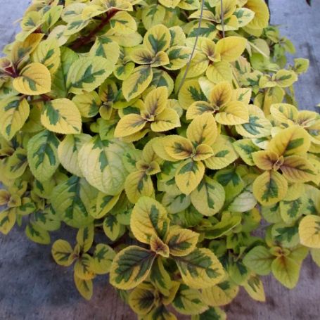 Picture of Troys Gold Plectranthus Plant