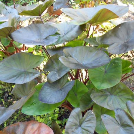 Picture of Royal Hawaiian® Hawaiian Eye Colocasia Plant
