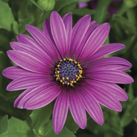 Picture of Asti™ Purple Osteospermum Plant