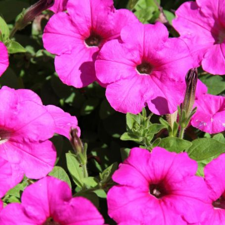 Picture of Easy Wave® Neon Rose Petunia Plant