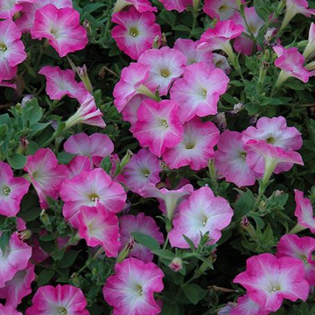 Picture of Easy Wave® Pink Dawn Petunia Plant