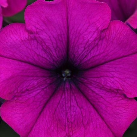 Picture of Easy Wave® Purple Improved Petunia Plant