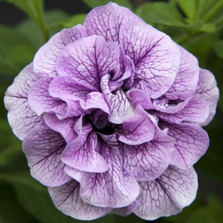 Picture of Double Wave™ Blue Vein Petunia Plant
