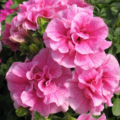 Picture of Double Wave™ Pink Petunia Plant