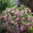 Picture of Double Wave™ Pink Petunia Plant