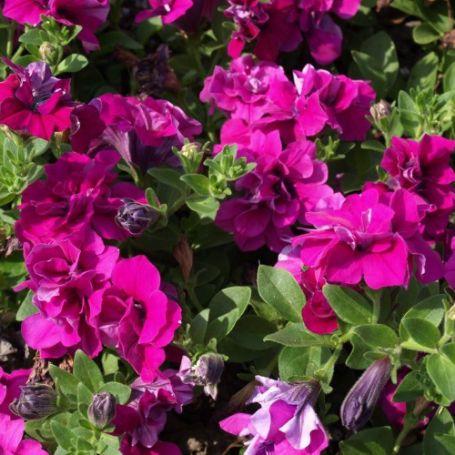 Picture of Double Wave™ Purple Petunia Plant