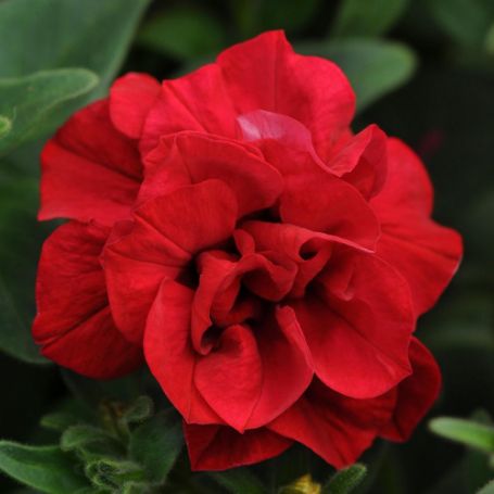 Picture of Double Wave™ Red Petunia Plant