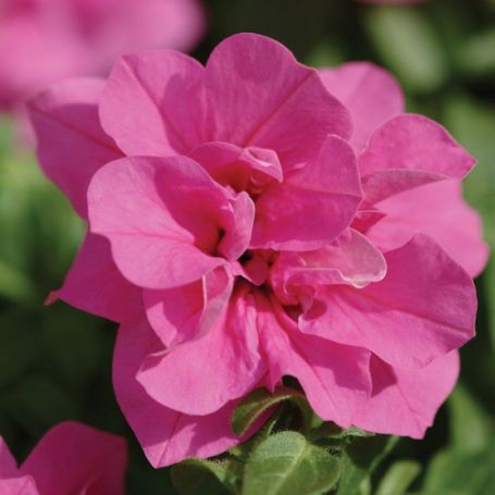Picture of Double Wave™ Rose Petunia Plant