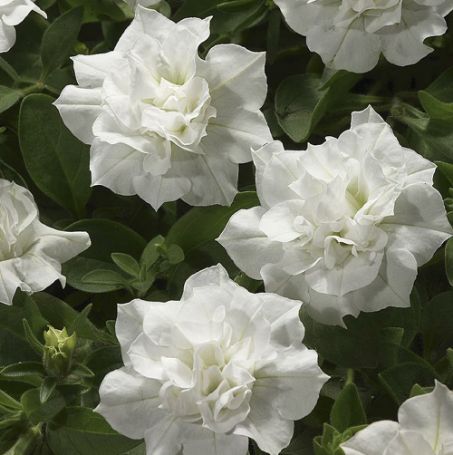 Picture of Double Wave™ White Petunia Plant
