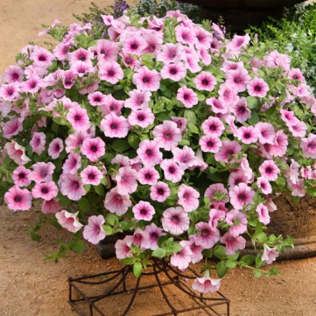 Picture of Surfinia® Pink Veined Petunia Plant
