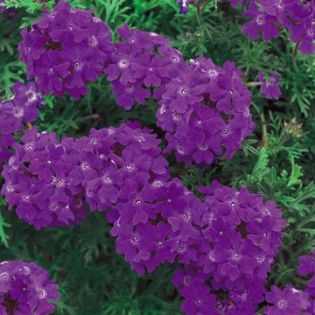 Picture of Tapien® Blue Violet Verbena Plant