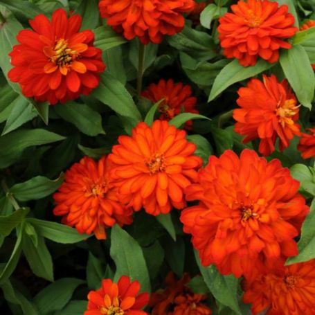Picture of Zahara Double Fire Zinnia Plant