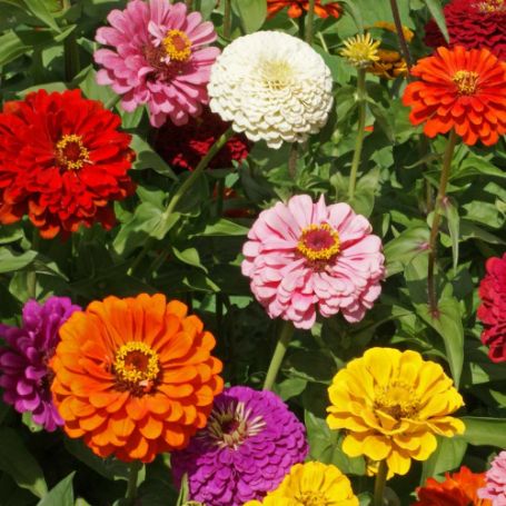 Picture of State Fair Mix Zinnia Plant