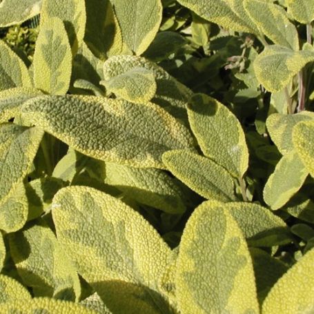 Picture of Icterina Sage Herb Plant