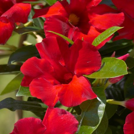 Picture of Sun Parasol® Giant Crimson Mandevilla Plant