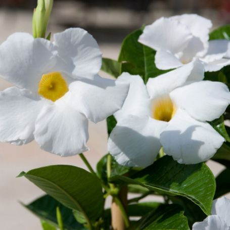 Picture of Sun Parasol® Giant White Mandevilla Plant