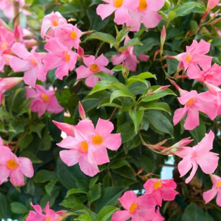 Picture of Sun Parasol® Pretty Pink Mandevilla Plant