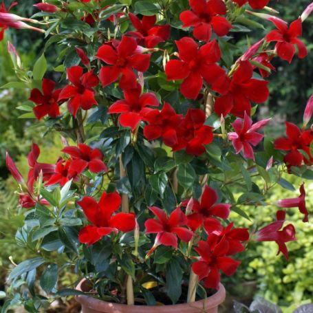 Picture of Sun Parasol® Pretty Crimson Mandevilla Plant