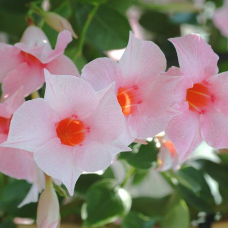 Picture of Sun Parasol® Original Cream Pink Mandevilla Plant
