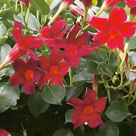 Picture of Sun Parasol® Original Dark Red Mandevilla Plant