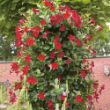 Picture of Sun Parasol® Original Dark Red Mandevilla Plant