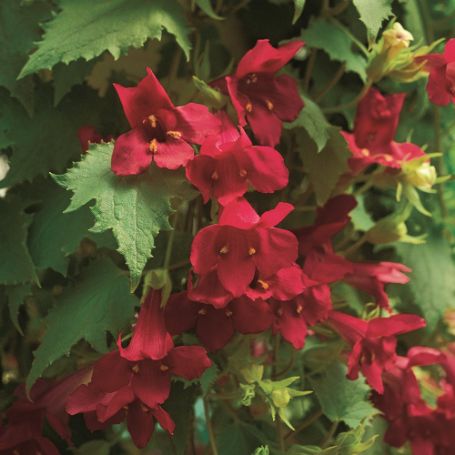 Picture of Lofos® Trailing Wine Red Lophospermum Plant