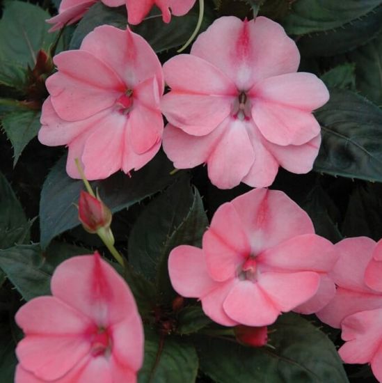 Picture of SunPatiens® Compact Blush Pink Impatiens Plant