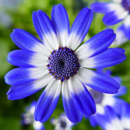 Picture of Baby Senetti® Blue Bicolor Pericallis Plant