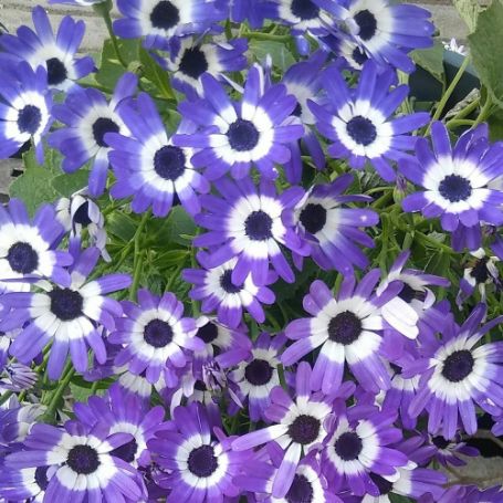 Picture of Senetti® Blue Bicolor Pericallis Plant