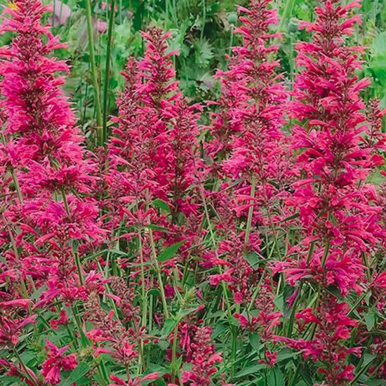 Picture of Summer Raspberry Agastache Plant