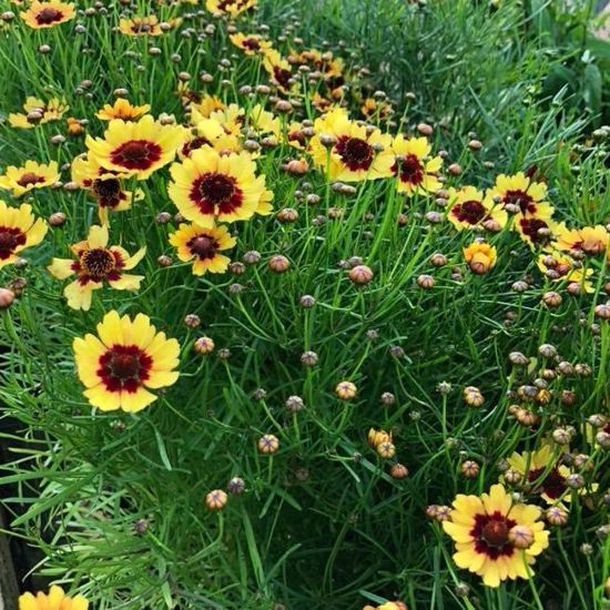 Picture of Pineapple Pie Coreopsis Plant